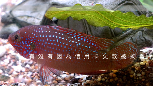 有沒有因為信用卡欠款被拘留的案例？